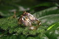 Butterfly Cuff Bangle